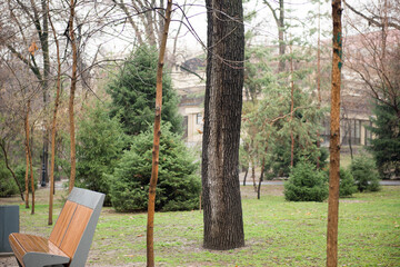 lawn with bench in city park in spring