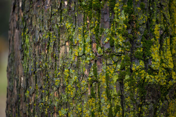 very beautiful texture of a tree covered with moss