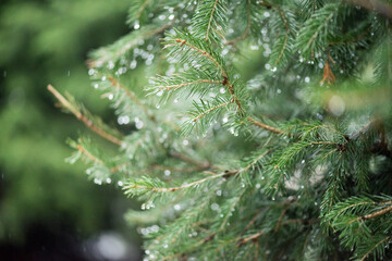 green spruce sprig with water drops from rain in the park