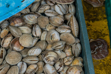 Clams in storage bin filled with seawater