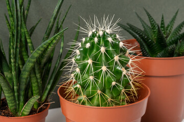 Home plants. Succulents and cactus in brown pots on table, green background. Close-up, Front view