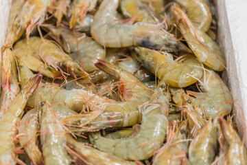 Closeup of prawn in styrofoam container on display for sale