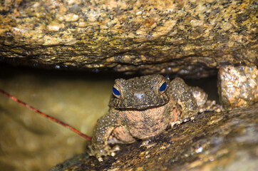 Giant jungle toad or River Toad , Asian giant toad (Phrynoidis aspera), wildlife,Thailand