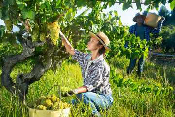 Naklejka na ściany i meble Female farm worker picking to bucket ripe white grapes in sunny vineyard. Harvest time
