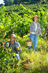 Naklejka na ściany i meble Two successful winemakers gathering harvest of grapes together in vineyard in autumn