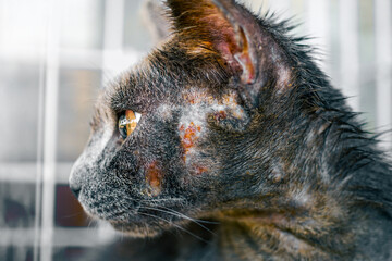 Close up of cat face allergic fungal skin disease , Atypical dermatitis in a domestic cat ,...