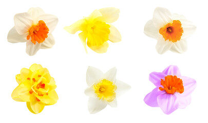 Different narcissus flowers on white background