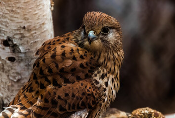 red tailed hawk