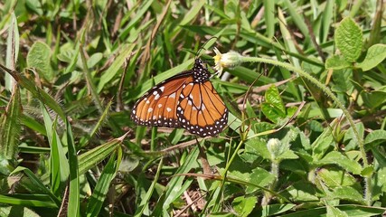 Borboleta na grama
