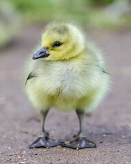 Canada goose gosling standing. Stow Lake, San Francisco, California, USA.