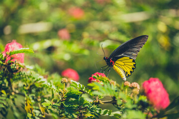 A monarch butterfly feeding on pink flowers in a Summer garden