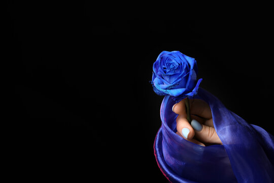 Female hand with blue rose and fabric on dark background