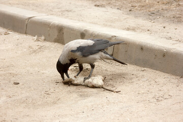 The bird is eating a dead gray rat. A crow pecks the head of a rodent