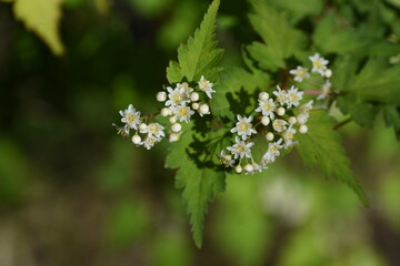 Stephanandra incisa flowers.  Rosaceae deciduous shrub.