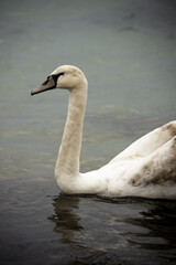 White swan swimming in the sea in spring