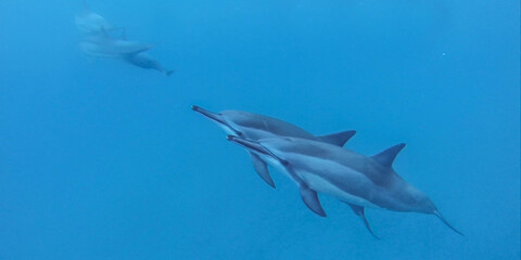 Paint of two dolphins in love swimming together