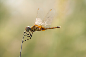 Dragonflies on artifacial plant