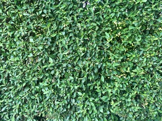 background of green ivy