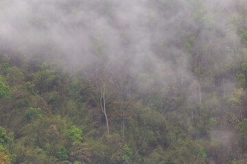 Forest, trees on the mountain with a thin mist in the morning, caused by rain at night. Summer...