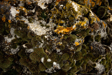 Green moss growing on a rock
