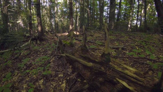 Movement on wild forest along dead tree