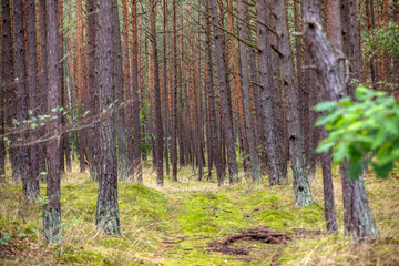 Fototapeta premium A forest road among the fragrances of pines on the Vistula Spit between Jantar and Stegna. Poland