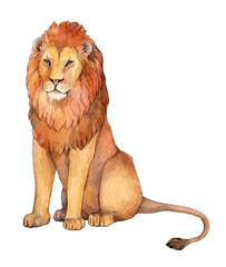 Obraz premium Watercolor lion sits. Hand drawn illustration isolated on white background.