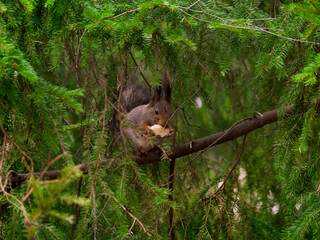 A gray squirrel sits and eats a piece of bread in the branches of a spruce tree. The concept of harmful nutrition for animals, the theft of food by rodents.