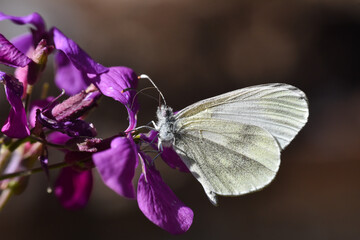 Wood White butterfly (Leptidea sinapis). Beautiful white butterfly on pink flower with a dark background