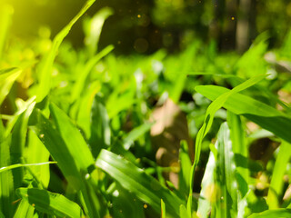 Beautiful nature view of green leaf on blurred greenery background in garden and sunlight with copy space using as background natural green plants landscape, ecology, fresh wallpaper concept