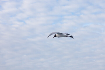 Obraz premium Island of Ameland (Friesland/Fryslan, The Netherlands): sea gull