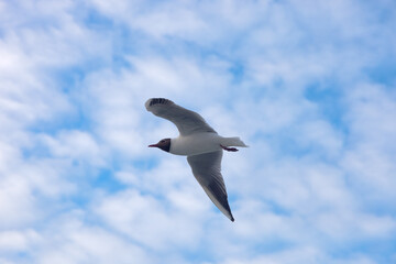 Island of Ameland (Friesland/Fryslan, The Netherlands): sea gull