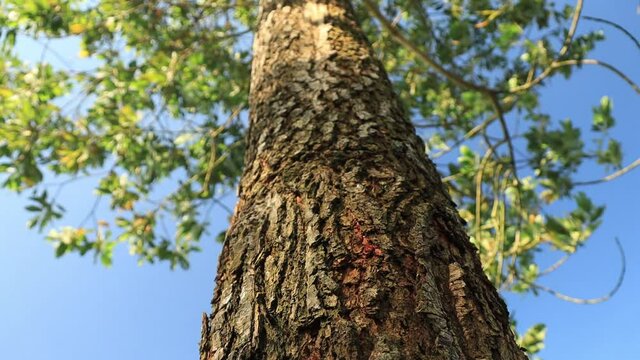 tree in the forest
