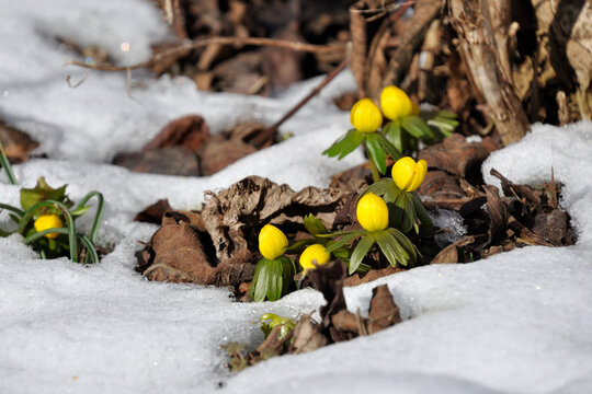 Winterling im Schnee