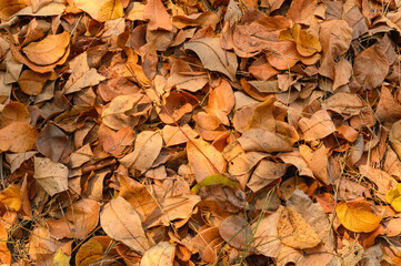 Top view of Dry leaves fall off. ideal for backgrounds and textures.