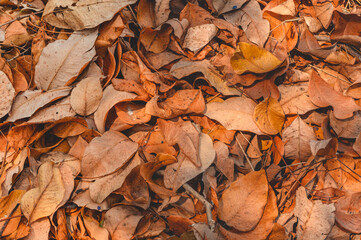 Top view of Dry leaves fall off. ideal for backgrounds and textures.