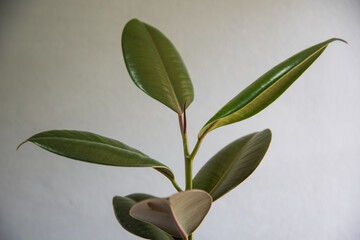 rubber plants on gray background.