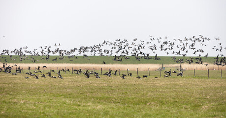 Island of Ameland (Friesland/Fryslan, The Netherlands): flock of birds on field next to dike at wadden sea side of the island.