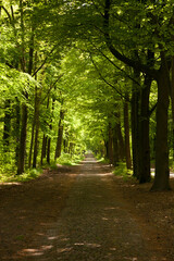 Forest between Buinen and Exloo in The Netherlands