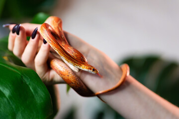 Corn snake wrapped around woman hand on green nature background. Exotic pet. Close-up. Wildlife...