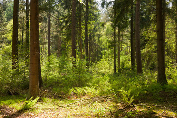 Obraz premium Forest between Buinen and Exloo in The Netherlands