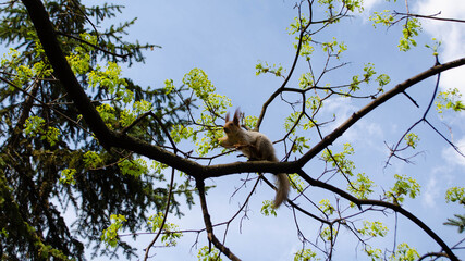 squirrel in the park