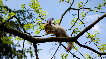 squirrel in the park