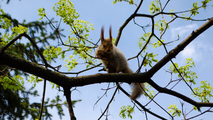 squirrel in the park