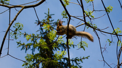 squirrel in the park