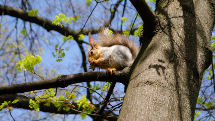 squirrel in the park