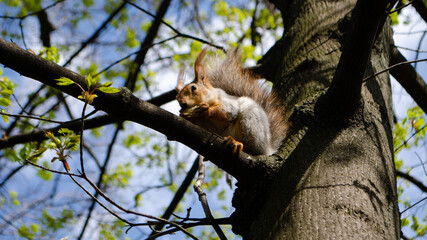 squirrel in the park