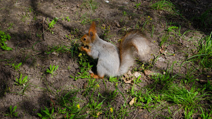 squirrel in the park