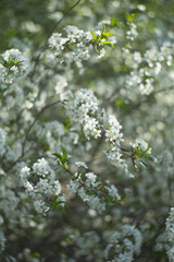 Flowering cherry branches.Beautiful floral background .Image with selective focus.