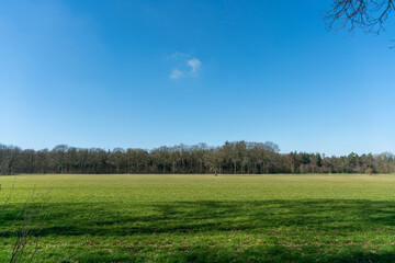 Trees in field near Modderkolk in Loenen, The Netherlands.